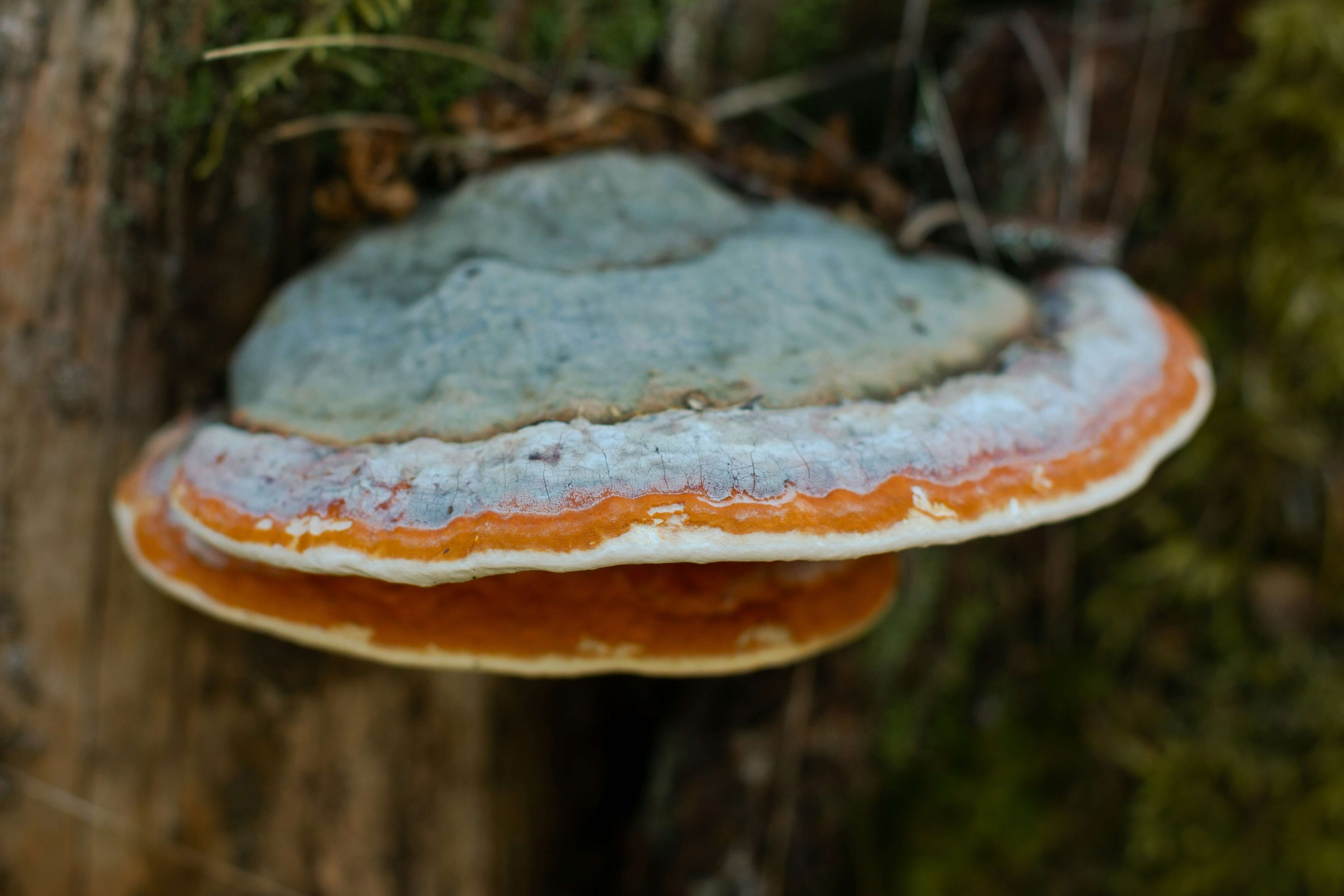 Chaga Mushroom Coffee and Immunity: A Daily Wellness Boost in Every Cup