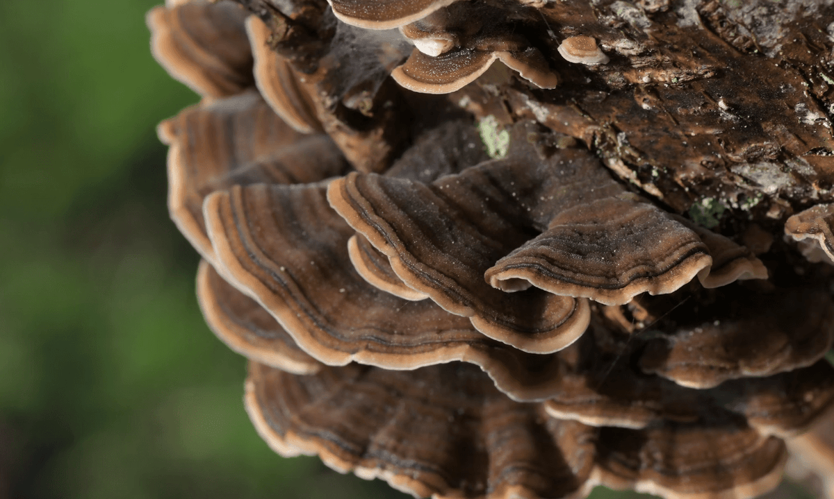 How to Make Mushroom Coffee Taste Good: Easy Tips for Rich Flavor