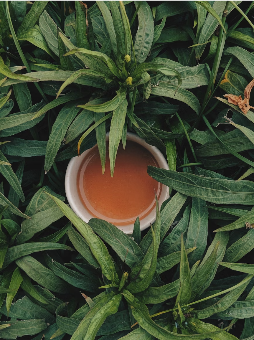 Discover the Powerful Benefits of L-Theanine