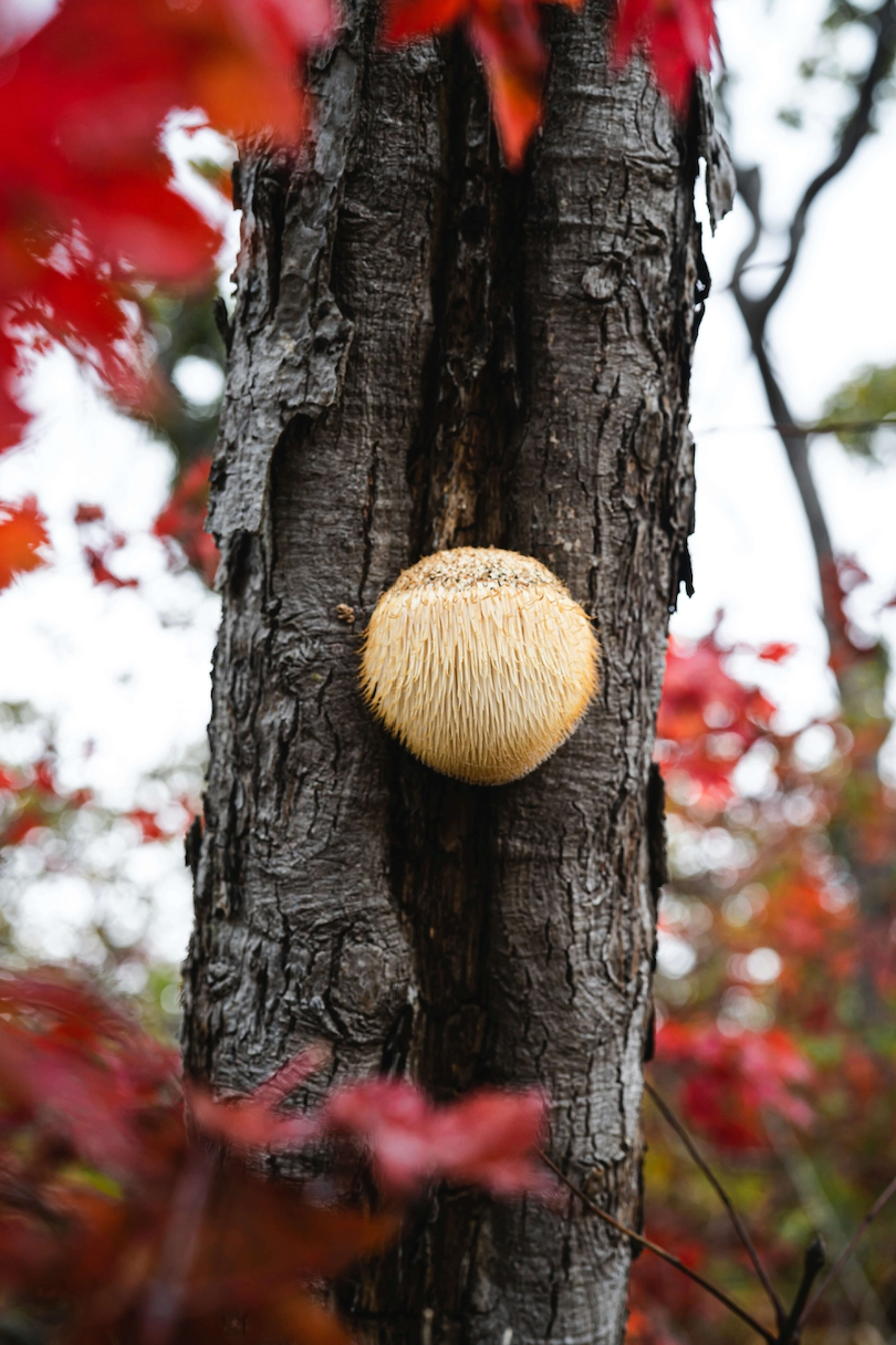 Top 10 Benefits of Lion’s Mane Mushrooms for Brain Health