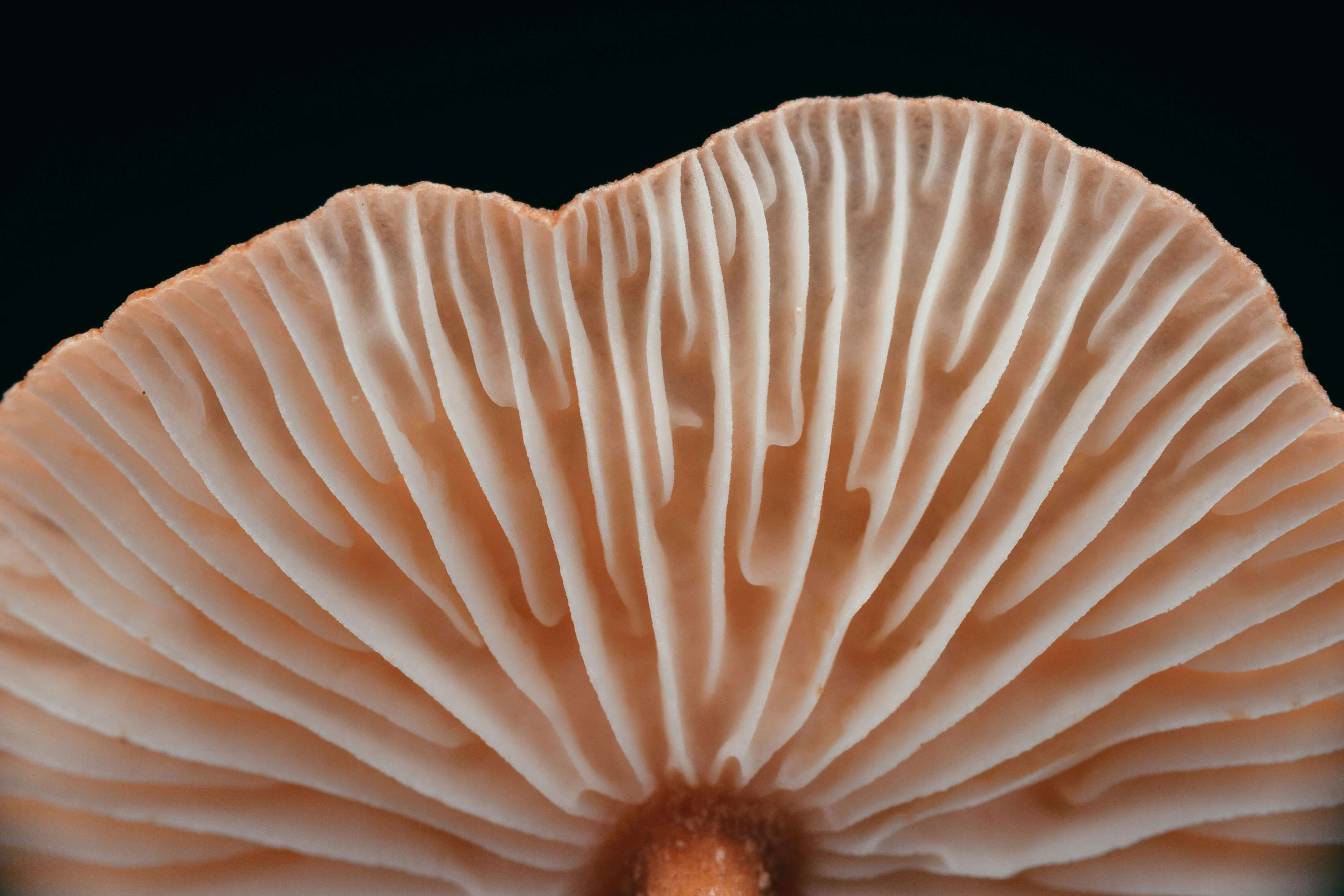 Does Mushroom Coffee Really Work? What the Science Says