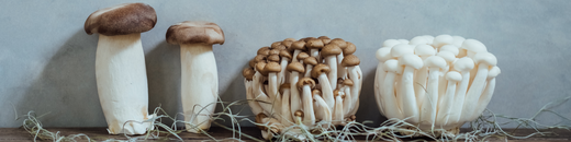 Best Mushroom Supplements That You Must Try