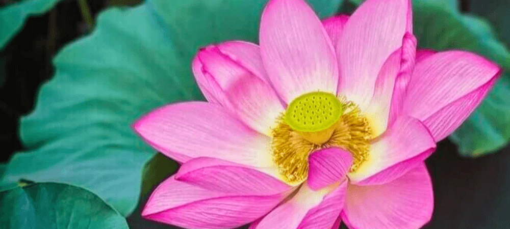 Buddhist Meditation: Bringing Your Mind Tranquility and Insight