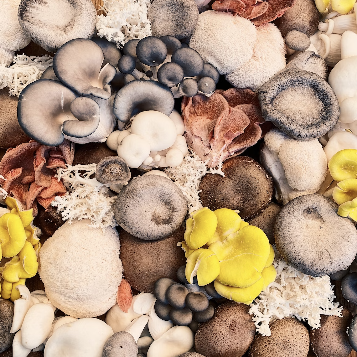 Exploring the Health Benefits of Functional Mushrooms: Are They Right for You?