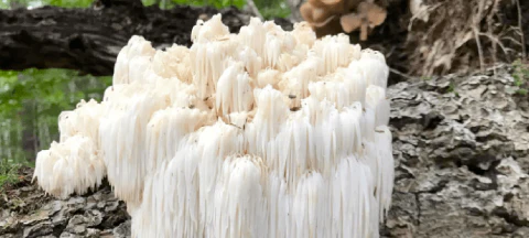 Health Benefits & Side Effects of Lion's Mane Mushroom