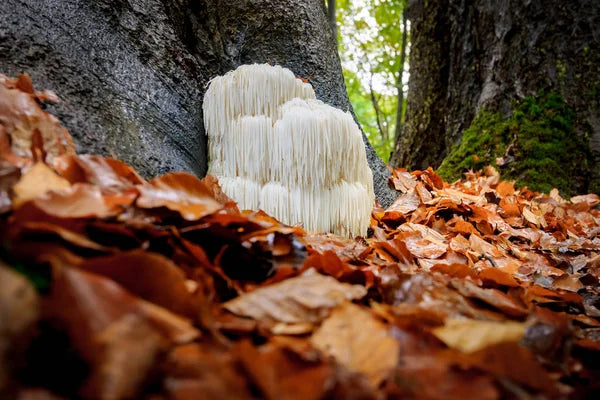 Lion's Mane Mushroom Side Effects