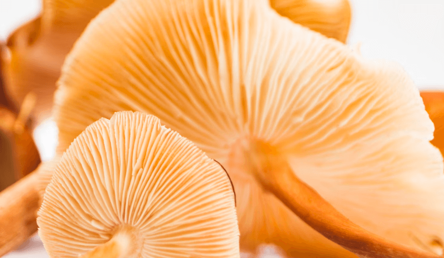 Should You Switch to Mushroom Coffee?