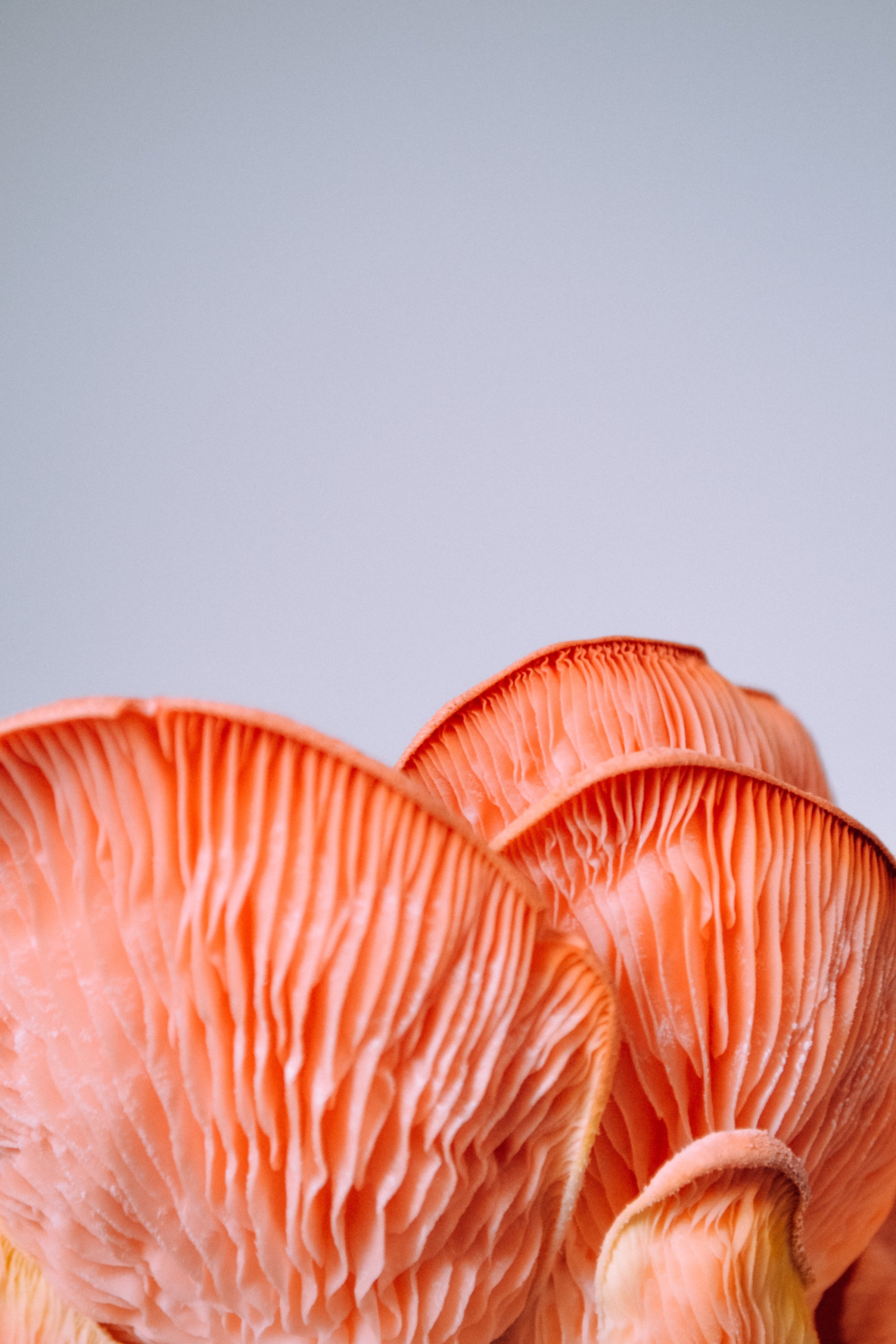 Eight Benefits of Reishi Mushroom