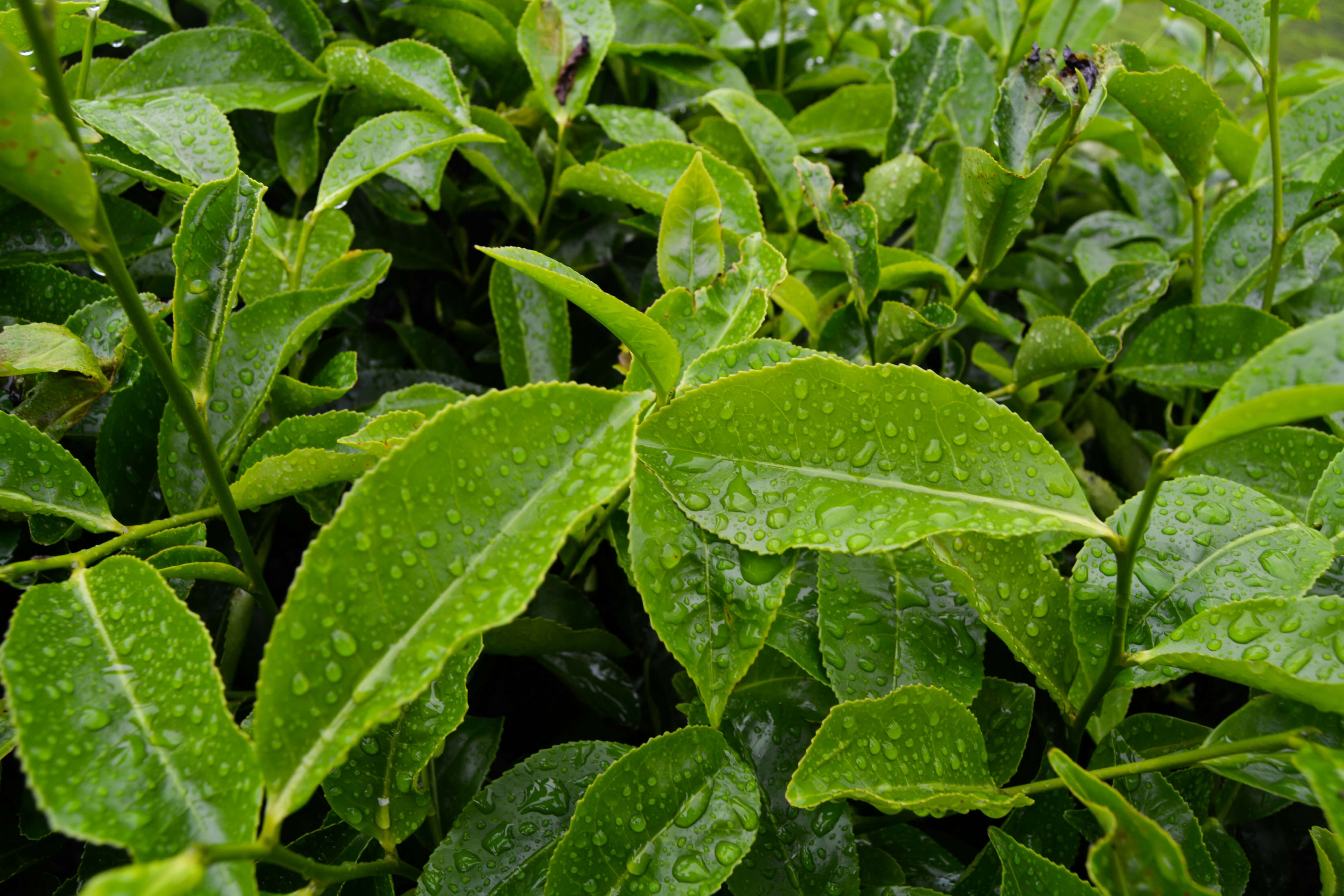 The Secret to Calm, Focused Energy: Why L-Theanine Belongs in Your Coffee