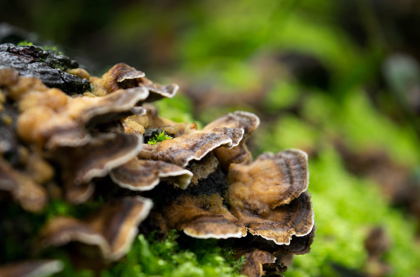 Top 10 Reasons Why You Should Start Taking Turkey Tail Mushroom Today
