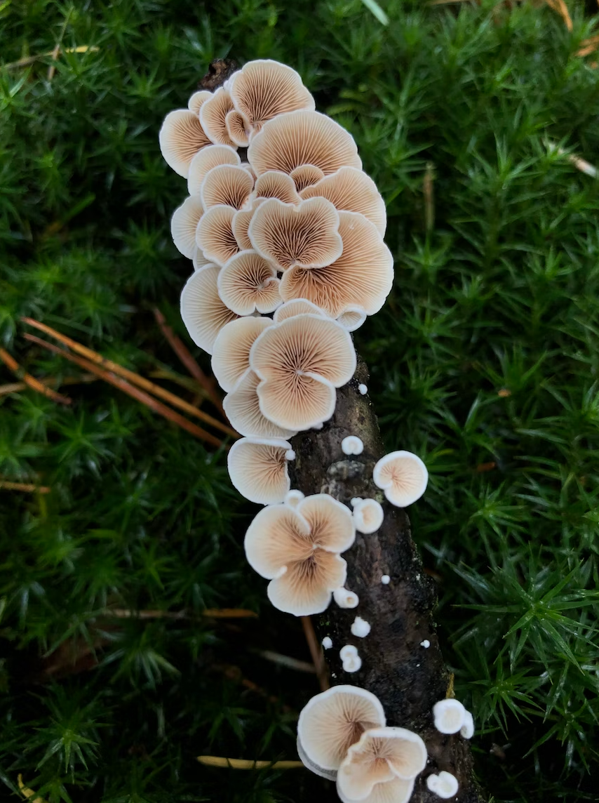Understanding Adaptogenic Mushrooms: Everything You Need to Know