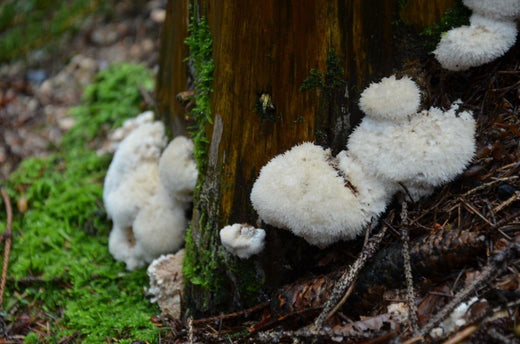 Benefits To Counter Lion’s Mane Mushroom Side Effects