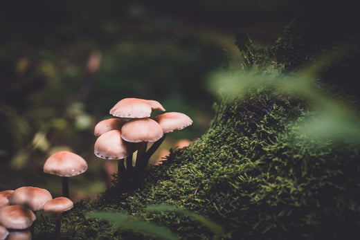 5 Ways to Get Mushroom Superfoods Into Your Diet
