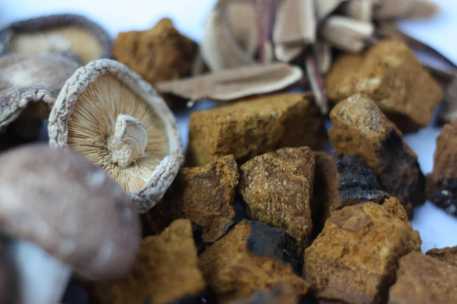 Is Reishi or Chaga More Effective?
